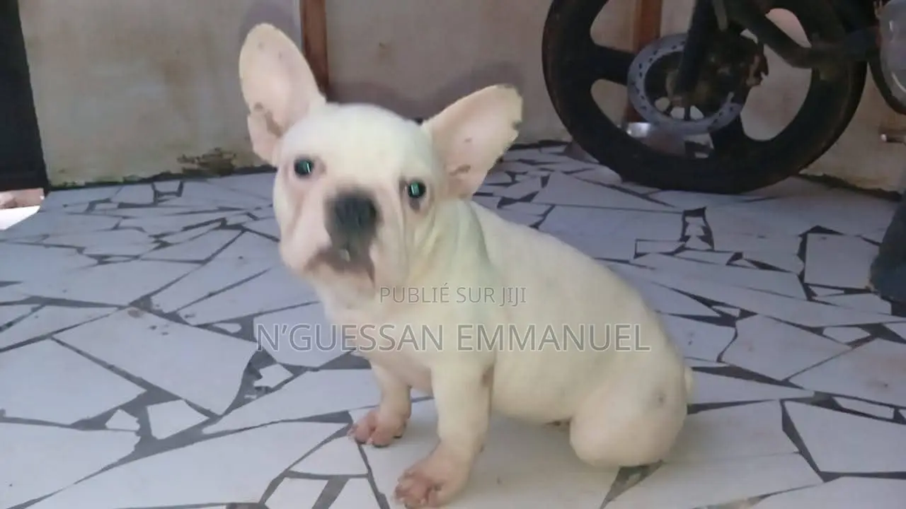 1-3 mois Homme Pure race bouledogue