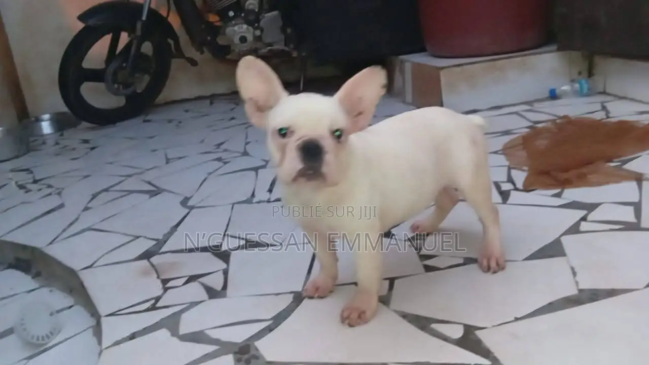 1-3 mois Homme Pure race bouledogue