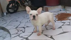 1-3 mois Homme Pure race bouledogue