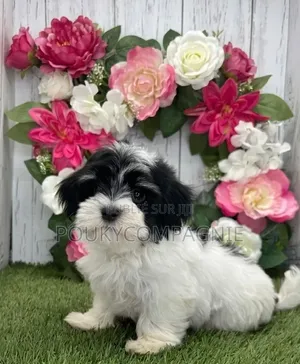 1-3 mois Femme Pure race Maltipoo