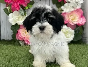 1-3 mois Femme Pure race Maltipoo