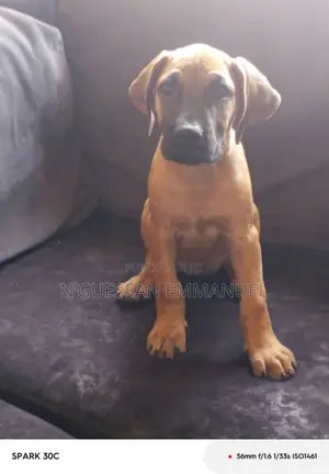1-3 mois Femme Pure race Boerboel