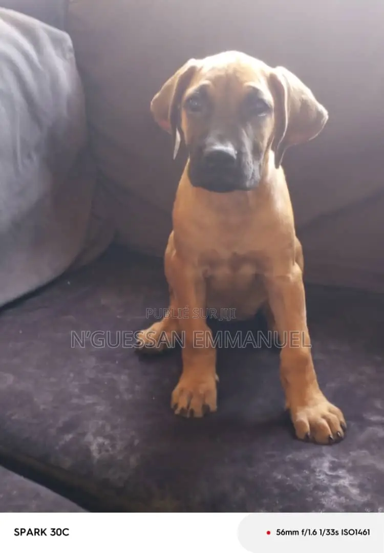 1-3 mois Femme Pure race Boerboel