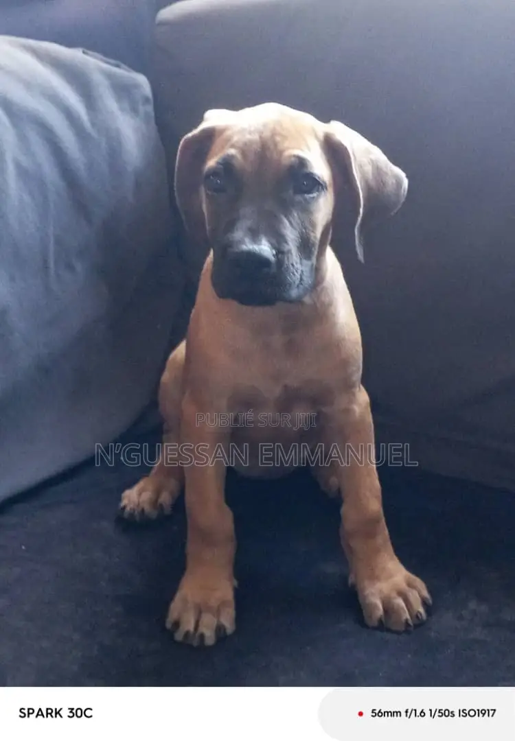 1-3 mois Femme Pure race Boerboel
