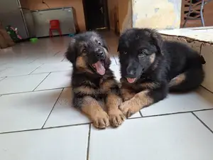 1-3 mois Femme Pure race Belgian Sheepdog