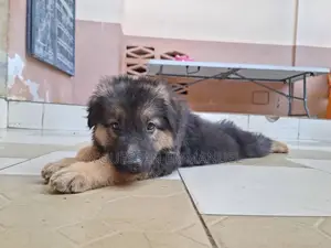 1-3 mois Femme Pure race Belgian Sheepdog