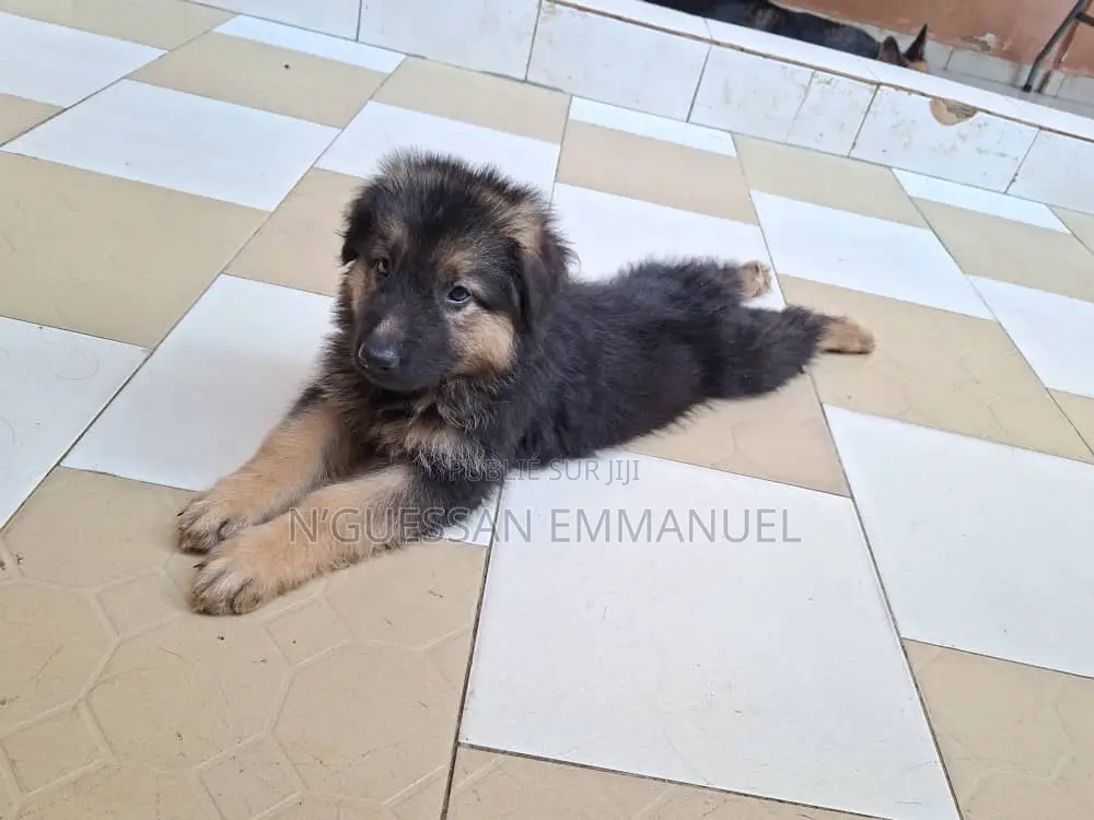 1-3 mois Femme Pure race Belgian Sheepdog
