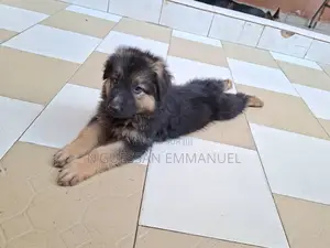 1-3 mois Femme Pure race Belgian Sheepdog