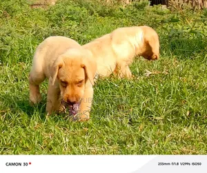 1-3 mois Homme Pure race Rottweiler