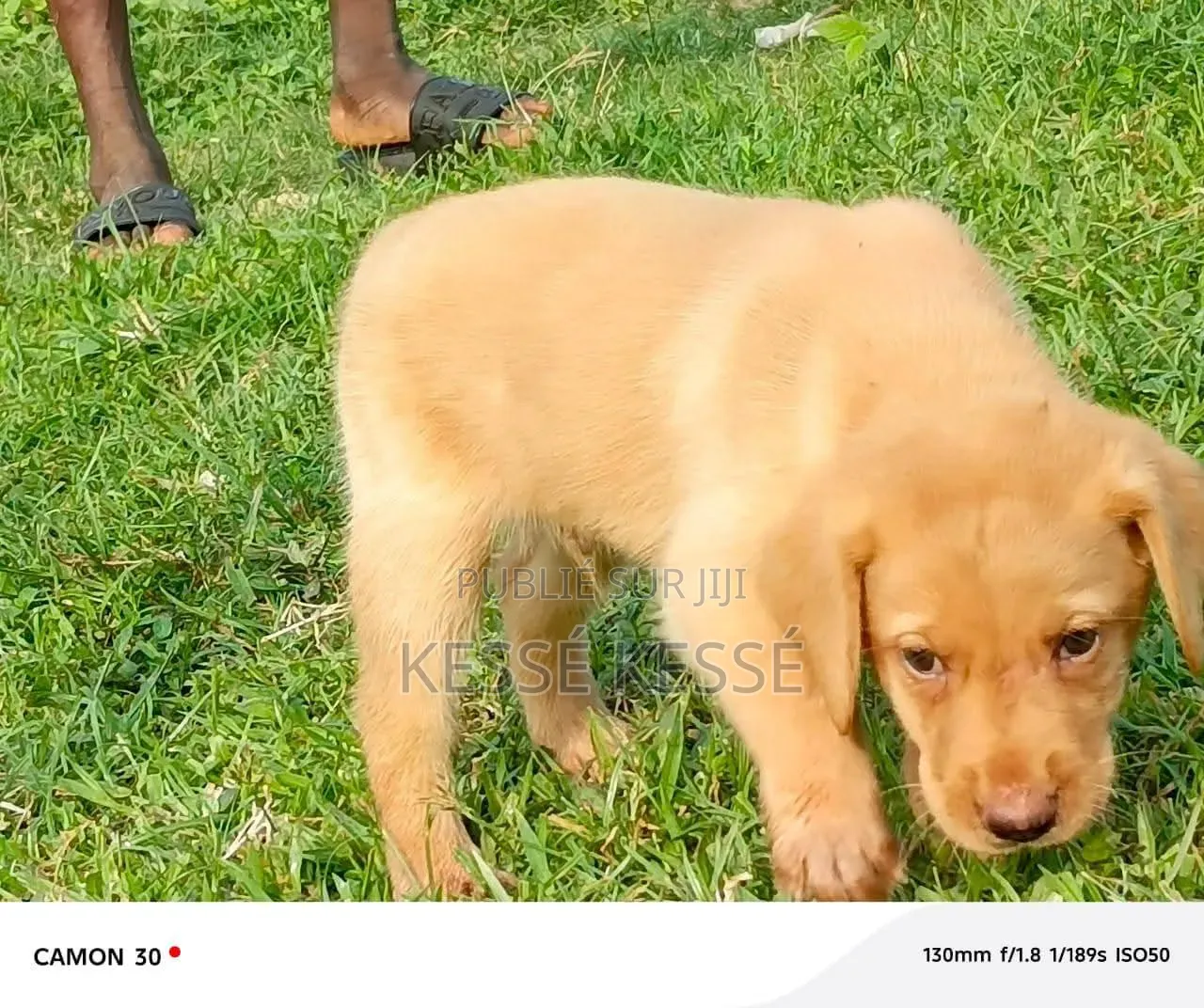 1-3 mois Homme Pure race Rottweiler