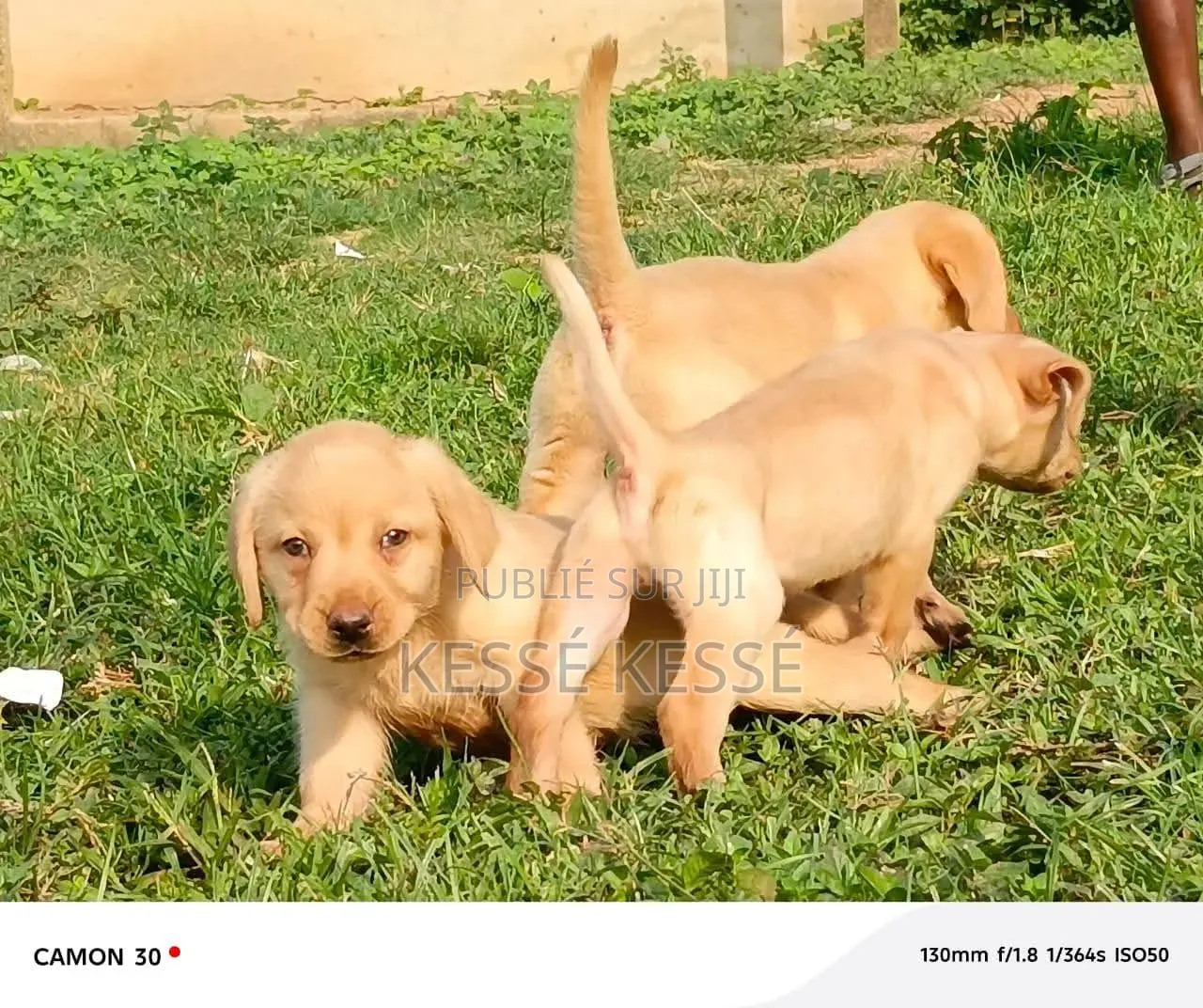1-3 mois Homme Pure race Rottweiler