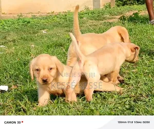 1-3 mois Homme Pure race Rottweiler