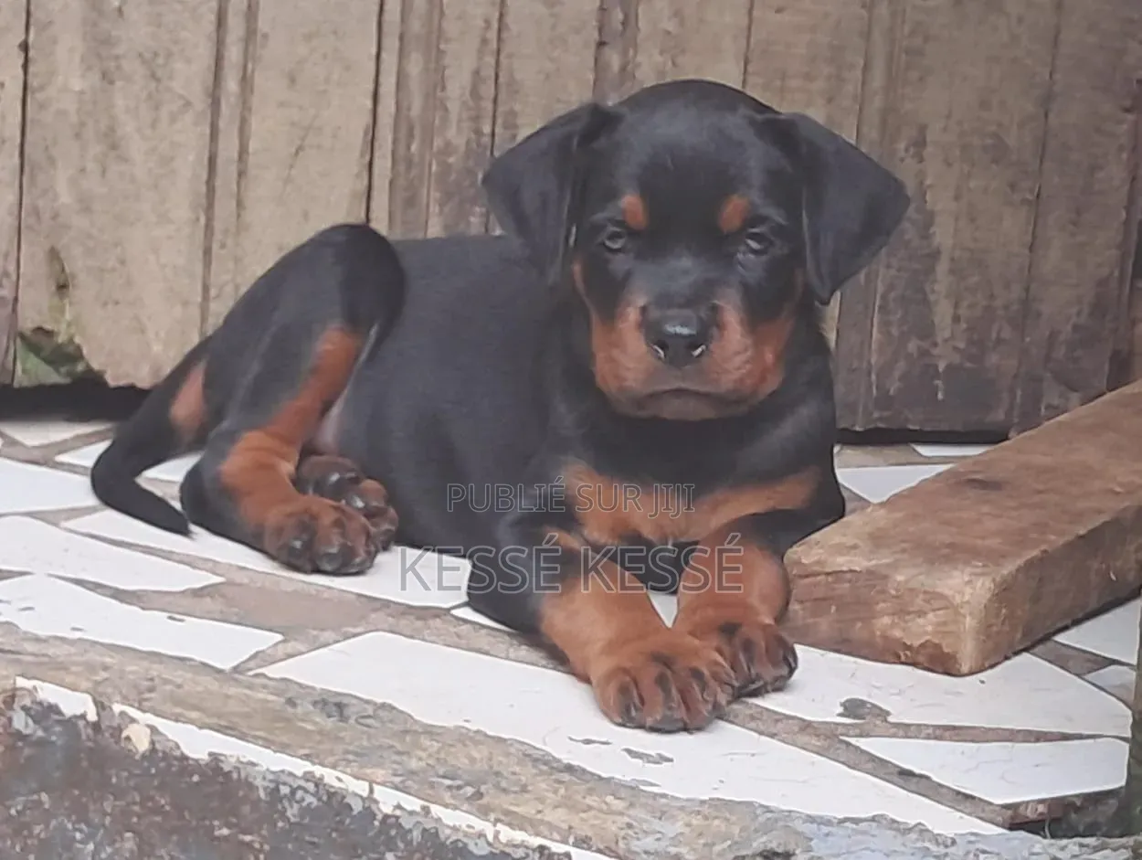 1-3 mois Homme Pure race Rottweiler