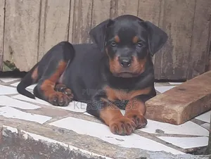 1-3 mois Homme Pure race Rottweiler