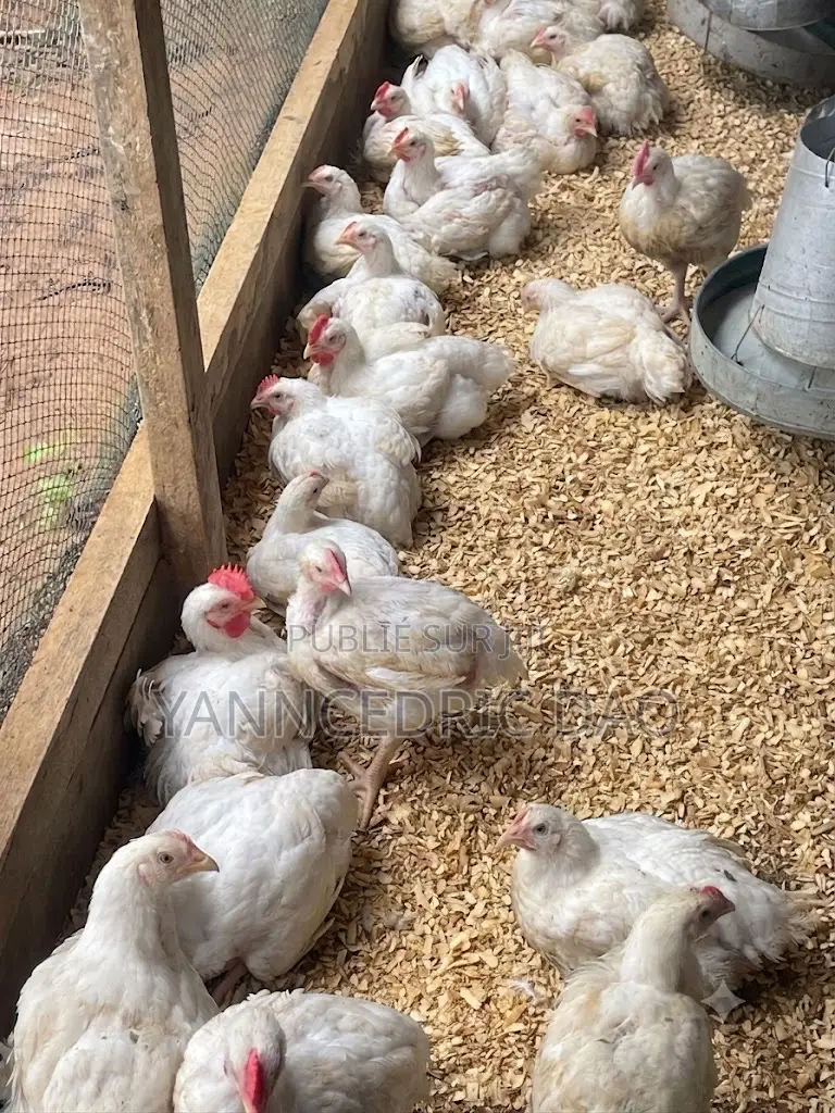 Poulet De Chair 1,5kg À 1,7 Kg