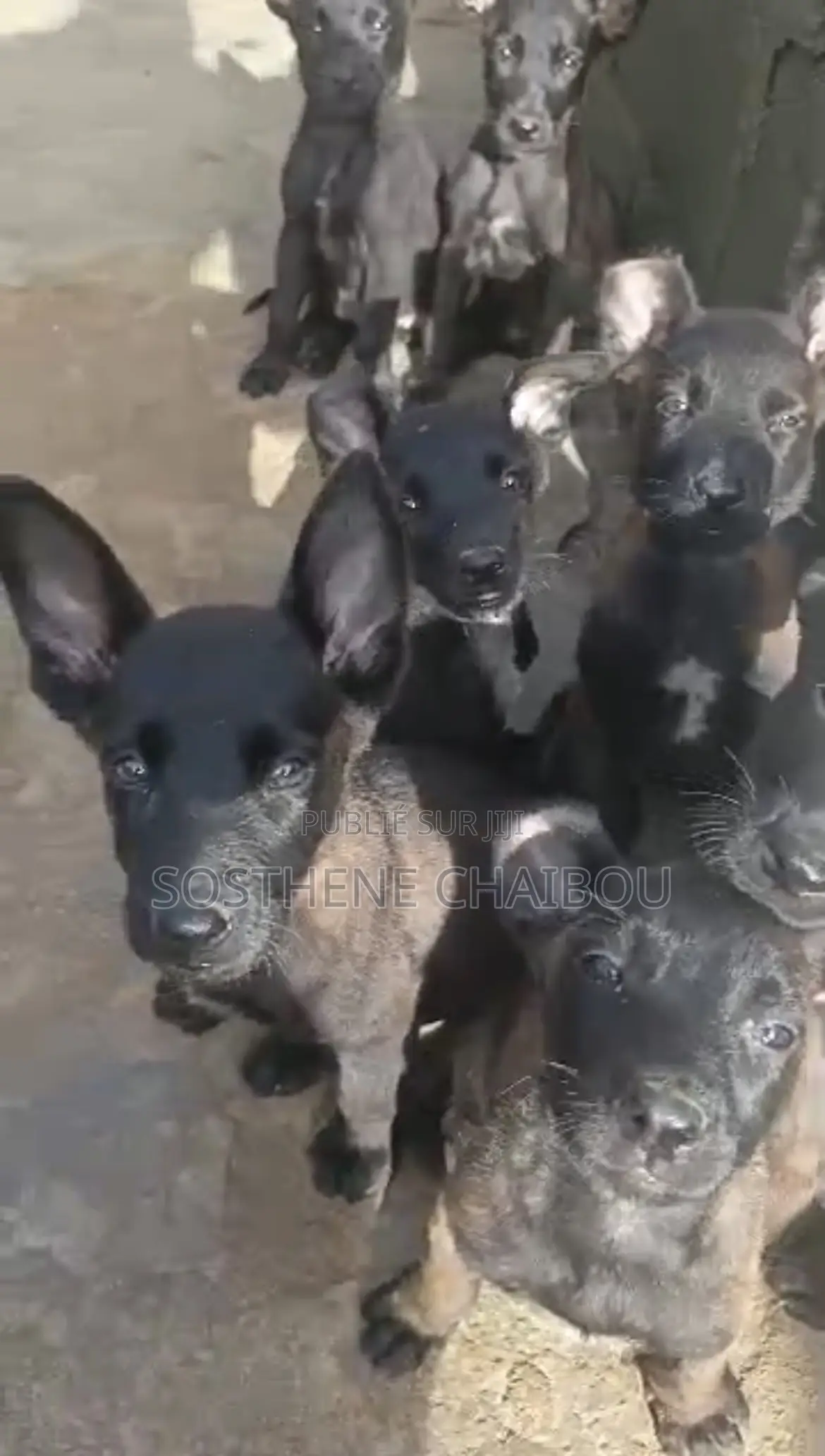 1-3 mois Homme Pure race Belgian Malinois