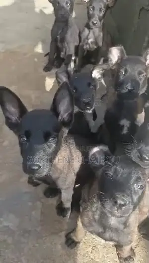 1-3 mois Homme Pure race Belgian Malinois