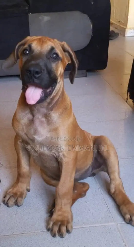 1-3 mois Homme Pure race Boerboel