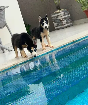 1-3 mois Homme Pure race Siberian Husky