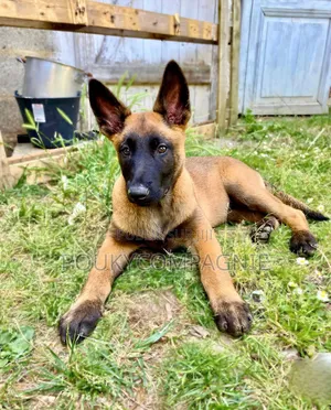 1-3 mois Homme Pure race Belgian Malinois
