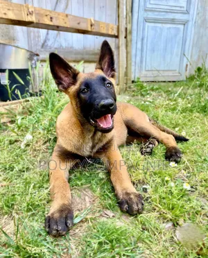 1-3 mois Homme Pure race Belgian Malinois