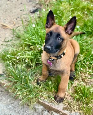 1-3 mois Homme Pure race Belgian Malinois
