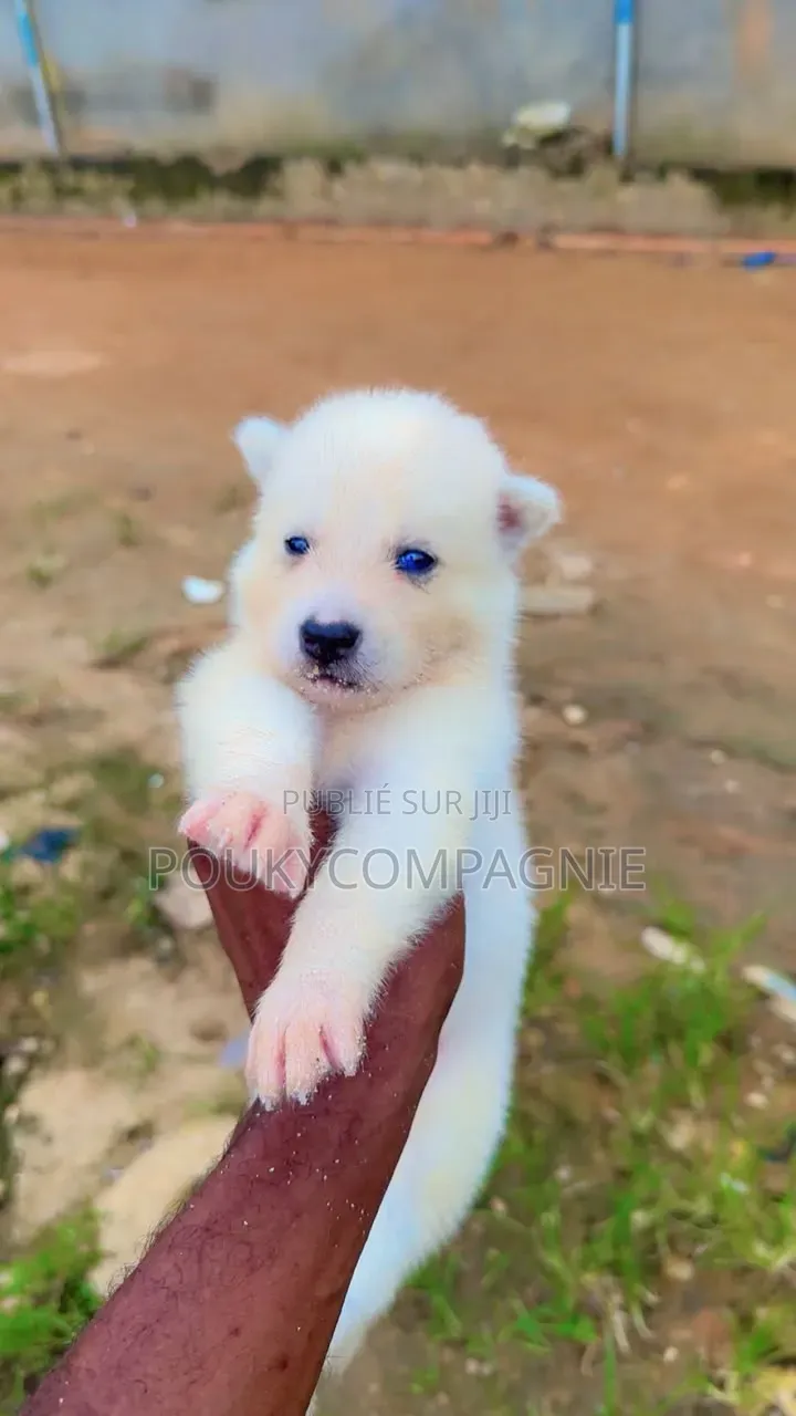0-1 mois Femme Pure race Siberian Husky