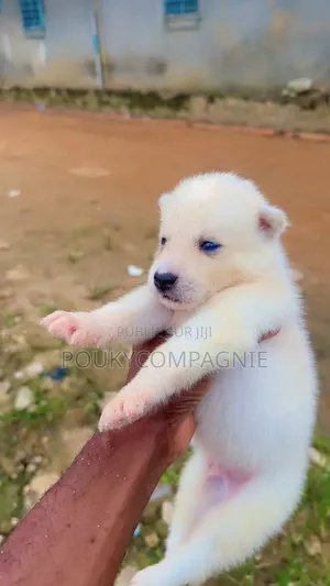 0-1 mois Femme Pure race Siberian Husky