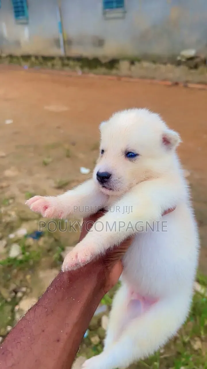 0-1 mois Femme Pure race Siberian Husky