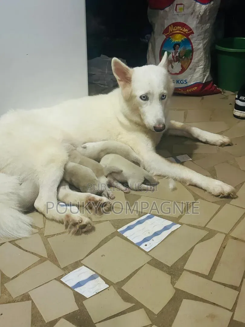 0-1 mois Femme Pure race Siberian Husky
