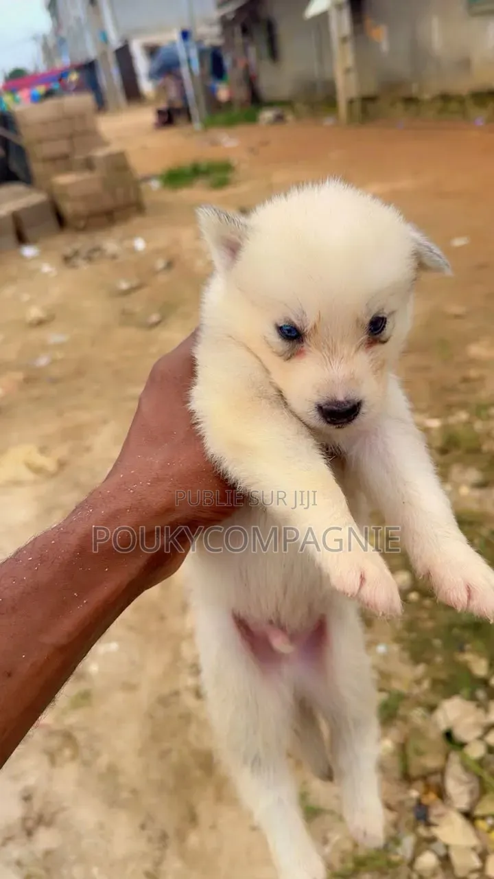 0-1 mois Femme Pure race Siberian Husky