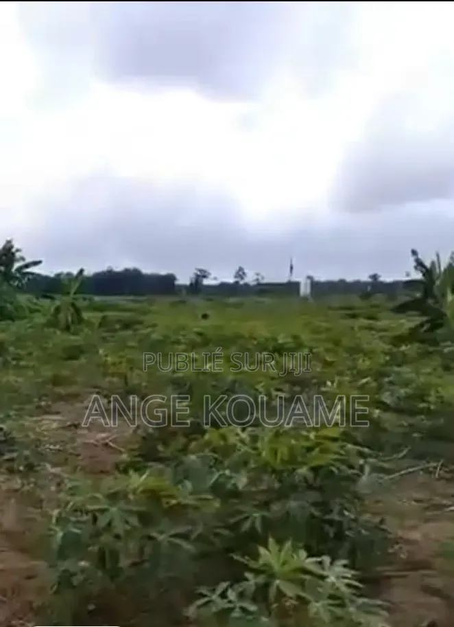Terrain 250m2 Avec Acd en Vente À Bonoua
