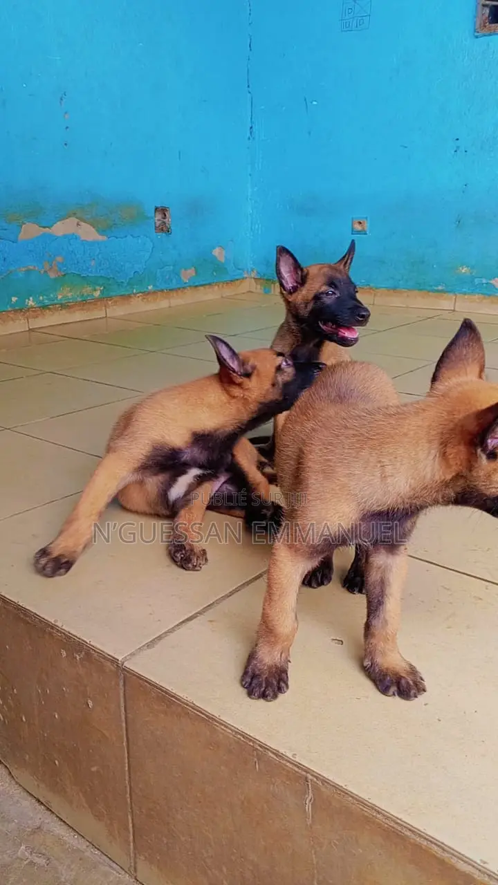 1-3 mois Homme Pure race Belgian Malinois