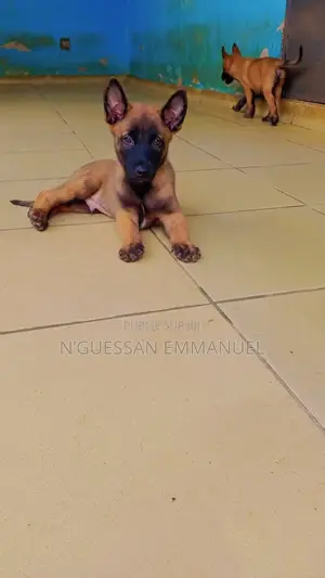 1-3 mois Homme Pure race Belgian Malinois