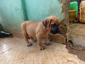 1-3 mois Homme Pure race Boerboel