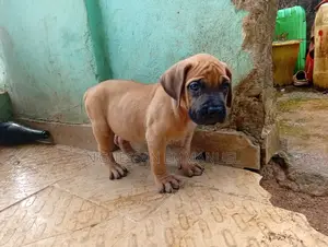 1-3 mois Homme Pure race Boerboel