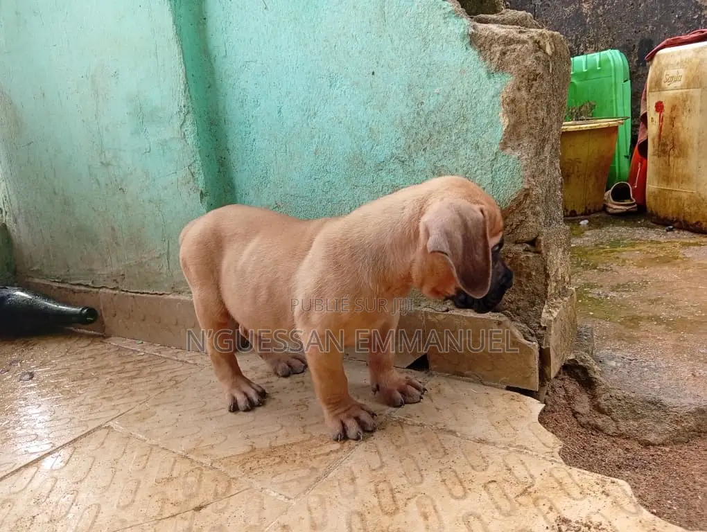 1-3 mois Homme Pure race Boerboel