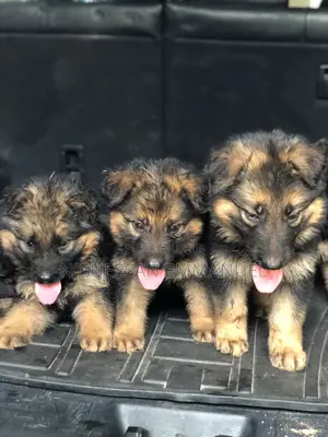 1-3 mois Homme Pure race Belgian Sheepdog