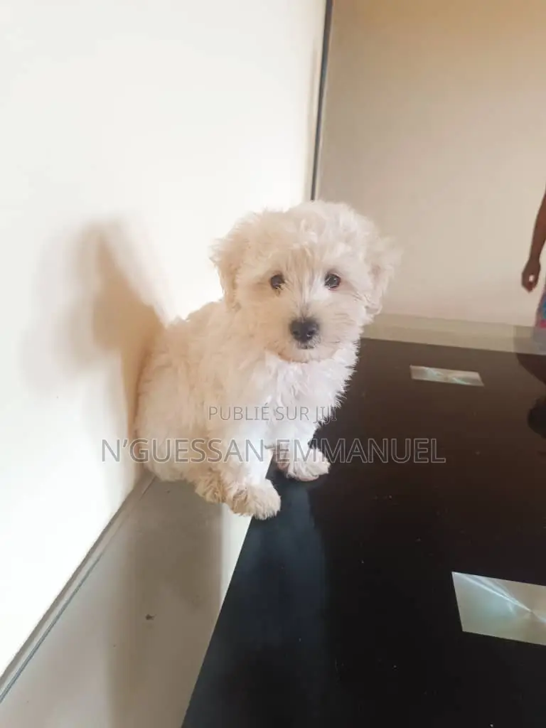 1-3 mois Homme Pure race Bichon Frise