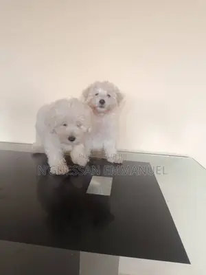1-3 mois Homme Pure race Bichon Frise