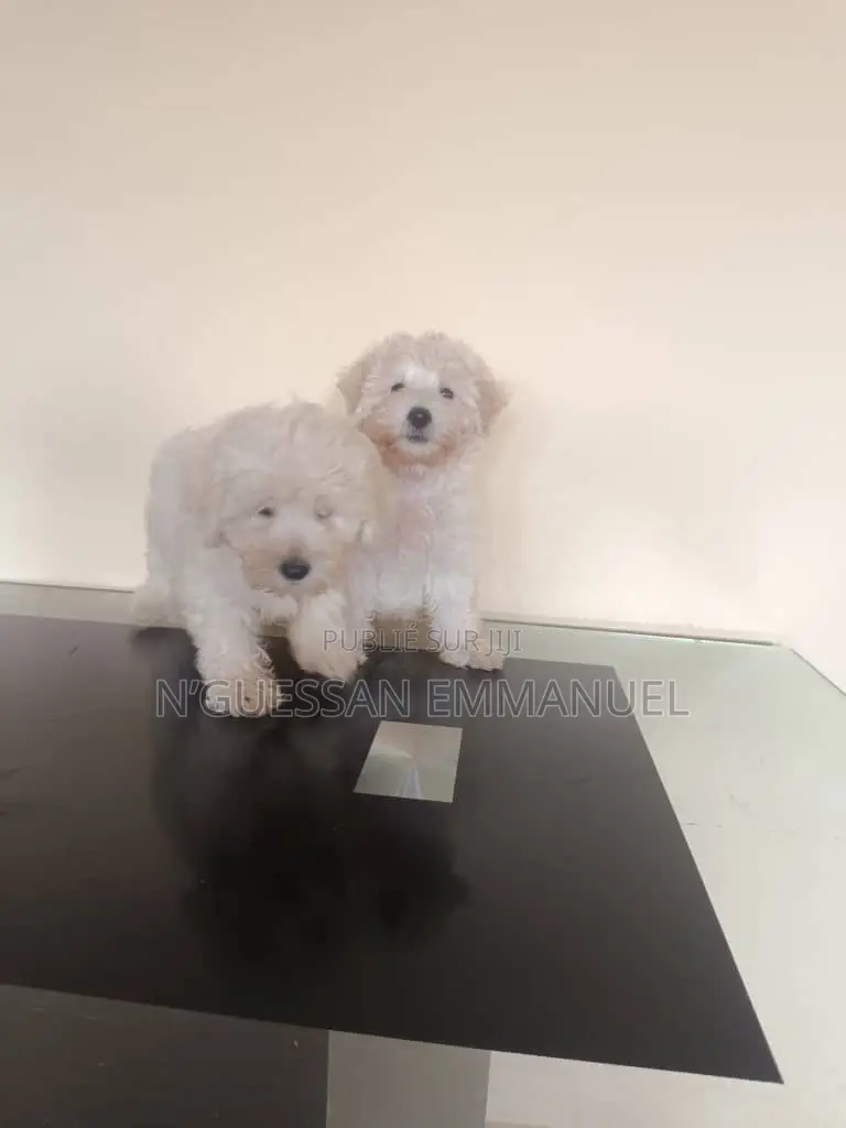 1-3 mois Homme Pure race Bichon Frise