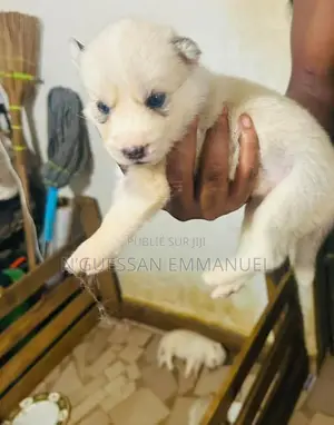 1-3 mois Homme Pure race Siberian Husky