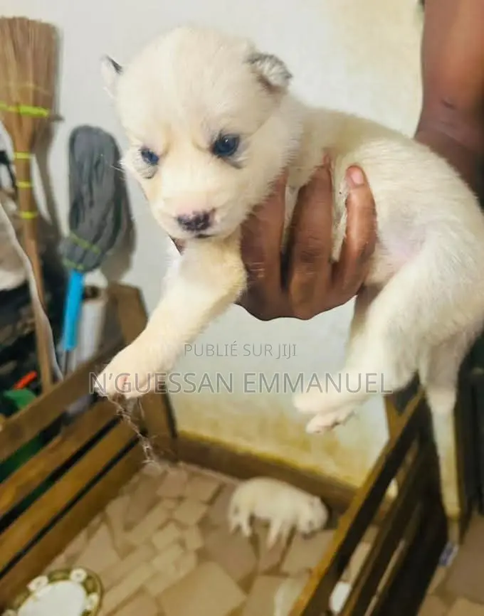 1-3 mois Homme Pure race Siberian Husky