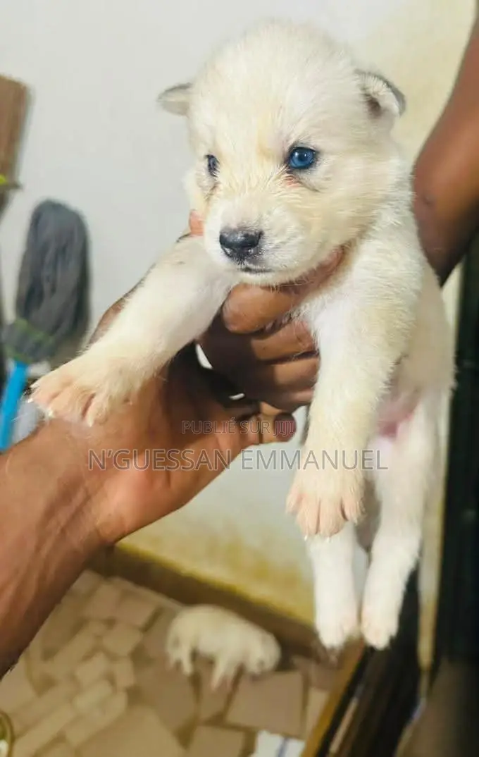 1-3 mois Homme Pure race Siberian Husky
