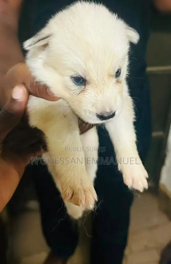 1-3 mois Homme Pure race Siberian Husky