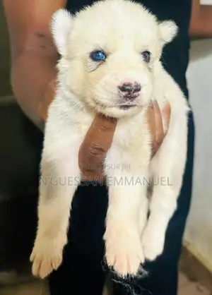 1-3 mois Homme Pure race Siberian Husky