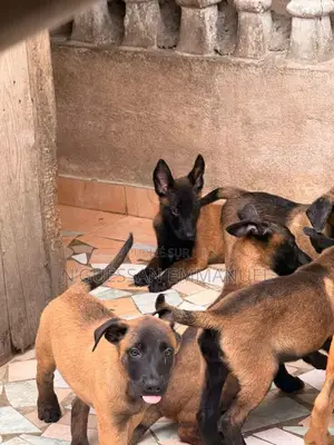 1-3 mois Homme Pure race Belgian Malinois