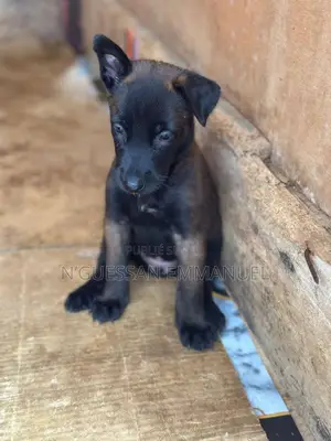 1-3 mois Homme Pure race Belgian Malinois