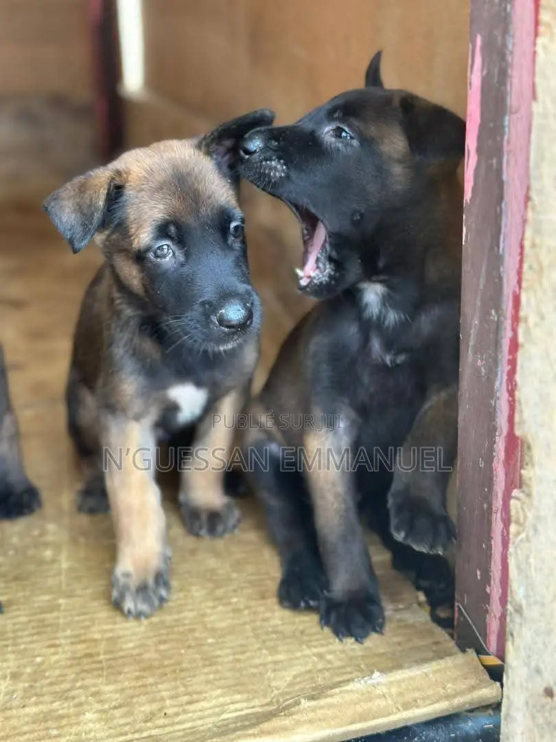 1-3 mois Homme Pure race Belgian Malinois