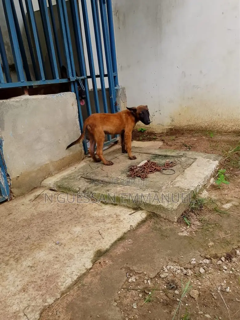 3-6 mois Homme Pure race Belgian Malinois